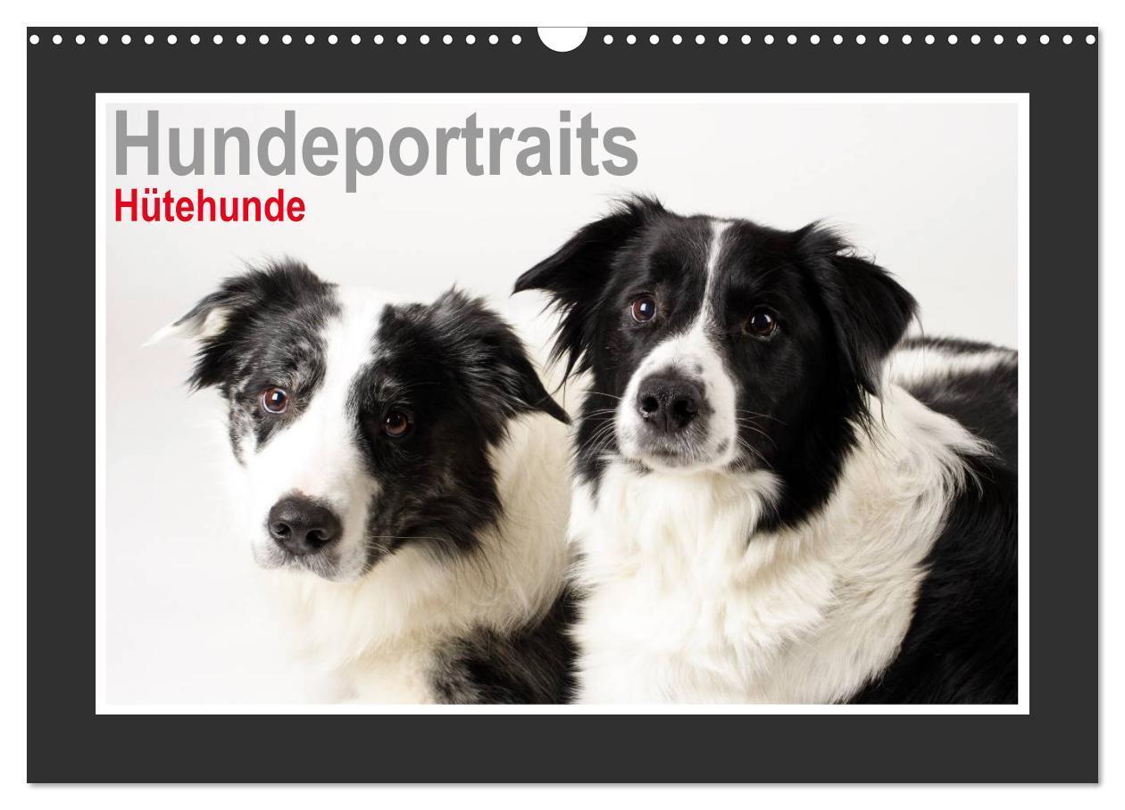 Cover: 9783383483448 | Hundeportraits - Hütehunde (Wandkalender 2024 DIN A3 quer),...