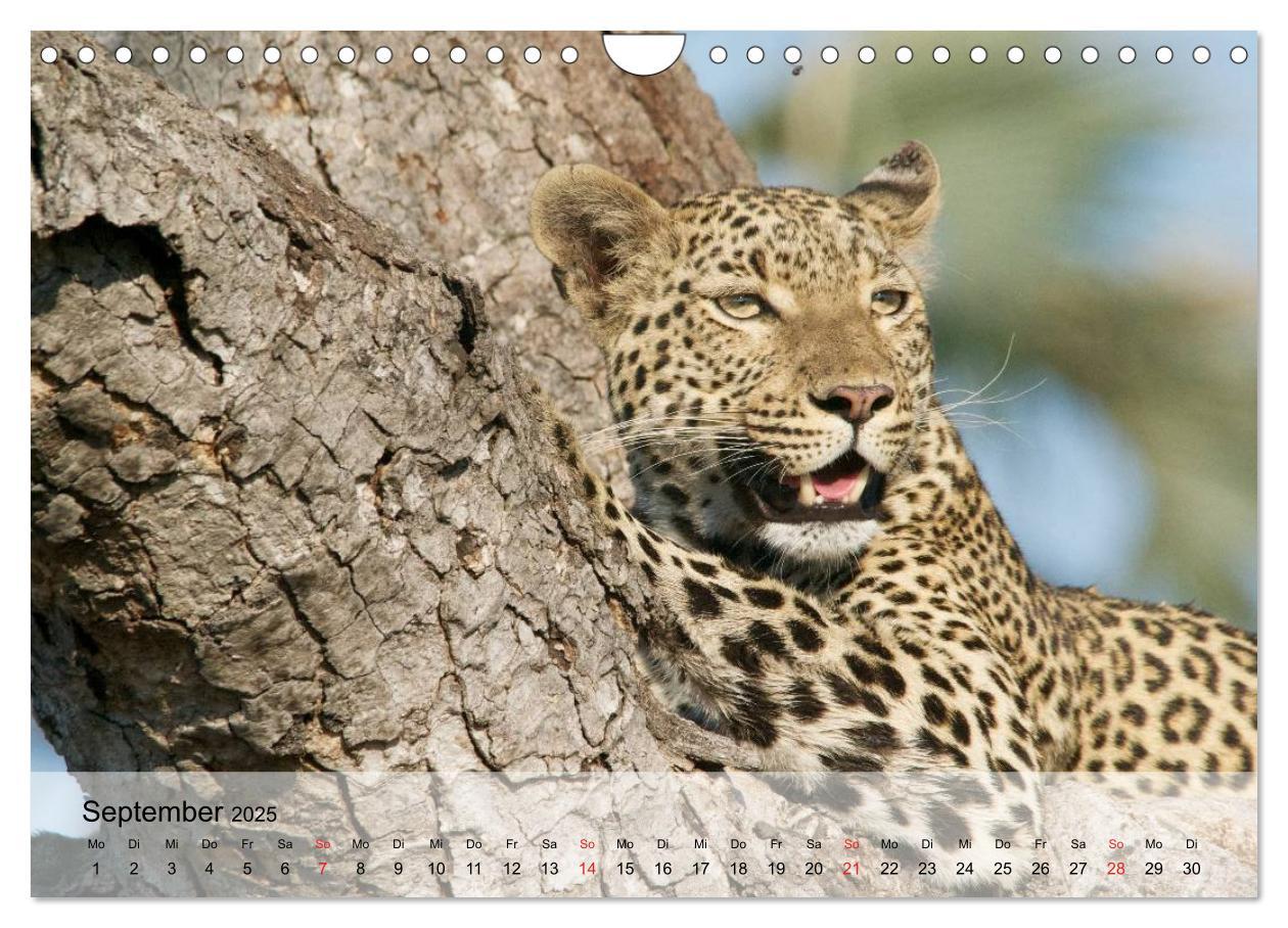 Bild: 9783435600908 | Leoparden. Elegante Jäger (Wandkalender 2025 DIN A4 quer), CALVENDO...