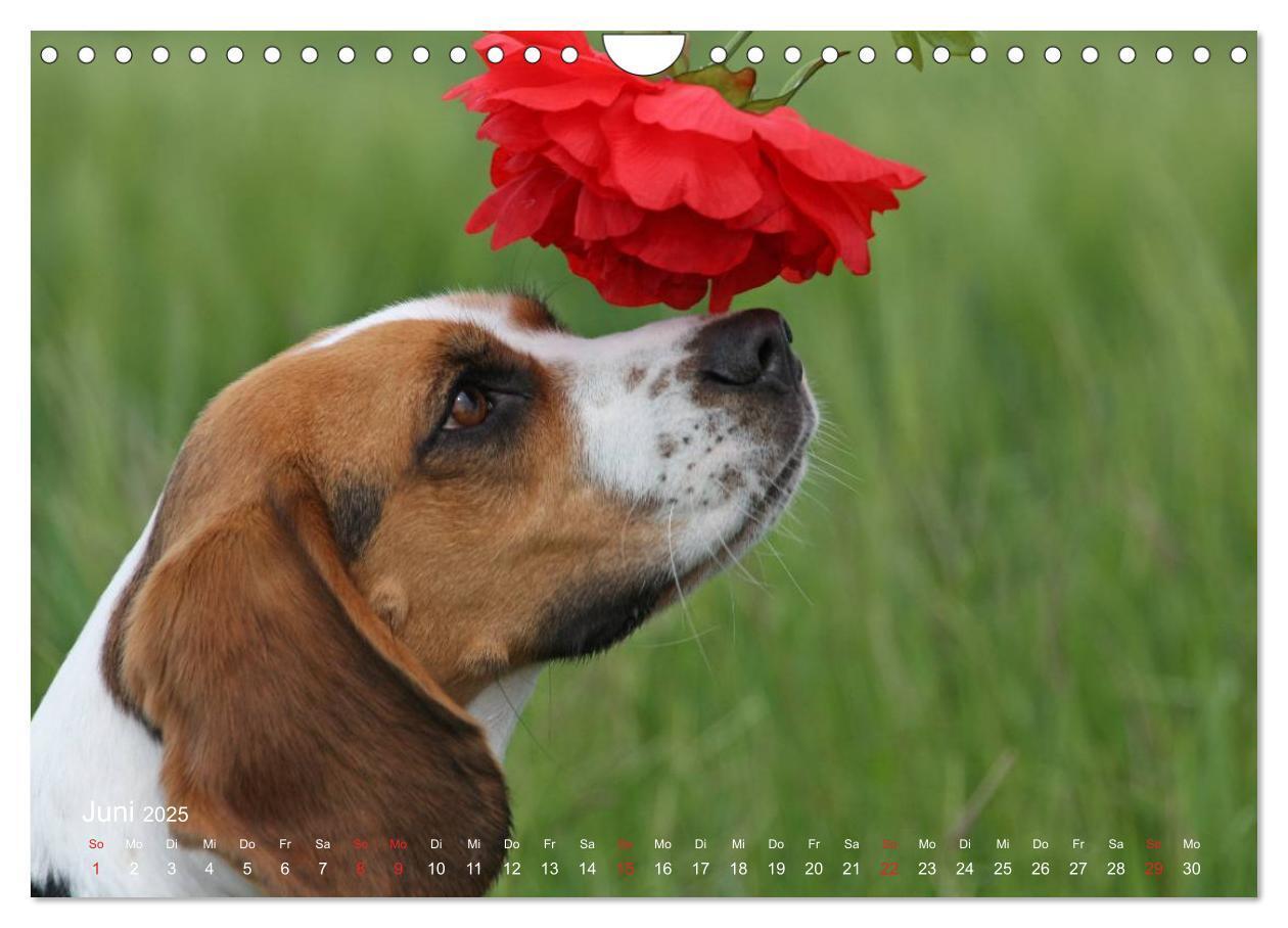 Bild: 9783435746859 | Beagle (Wandkalender 2025 DIN A4 quer), CALVENDO Monatskalender | Berg