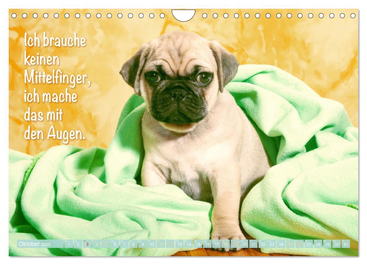 Bild: 9783435061266 | Der Mops: Nicht klein, sondern aufs Wesentliche reduziert. Edition...