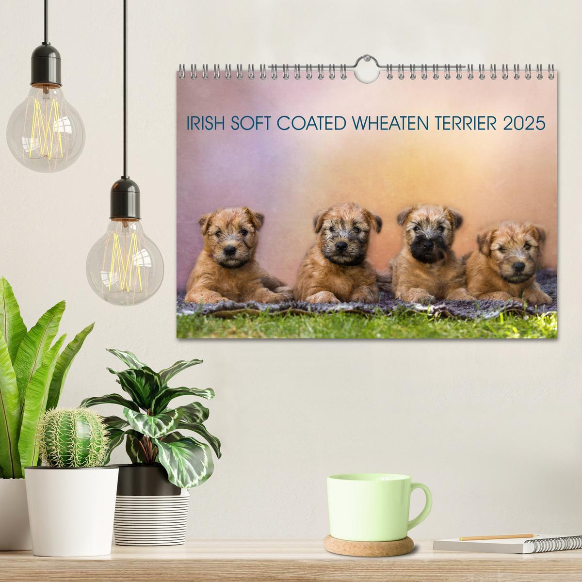 Bild: 9783435427901 | IRISH SOFT COATED WHEATEN TERRIER 2025 (Wandkalender 2025 DIN A4...