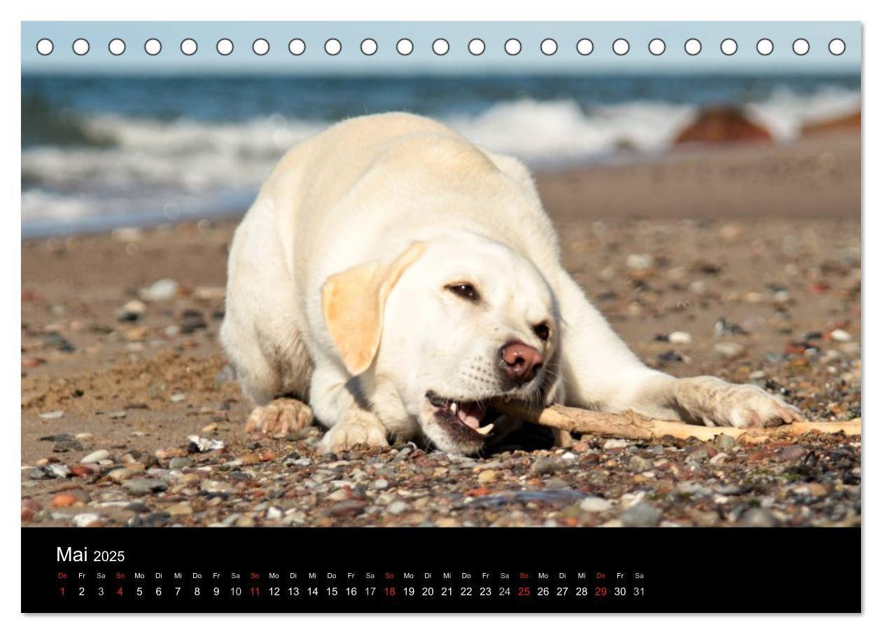 Bild: 9783435754830 | Labrador Retriever 2025 (Tischkalender 2025 DIN A5 quer), CALVENDO...