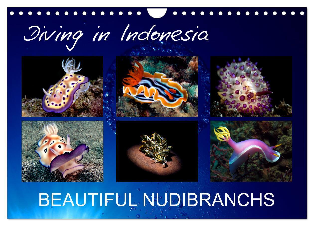 Cover: 9781325935826 | Diving in Indonesia - BEAUTIFUL NUDIBRANCHS (Wall Calendar 2025 DIN...