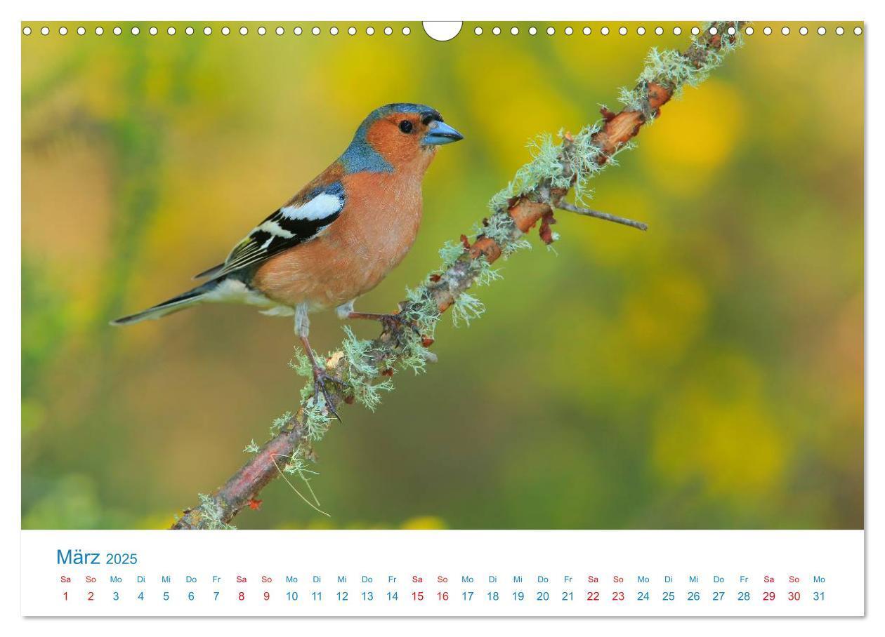 Bild: 9783435464357 | Singvögel - 12 Arten im Garten (Wandkalender 2025 DIN A3 quer),...