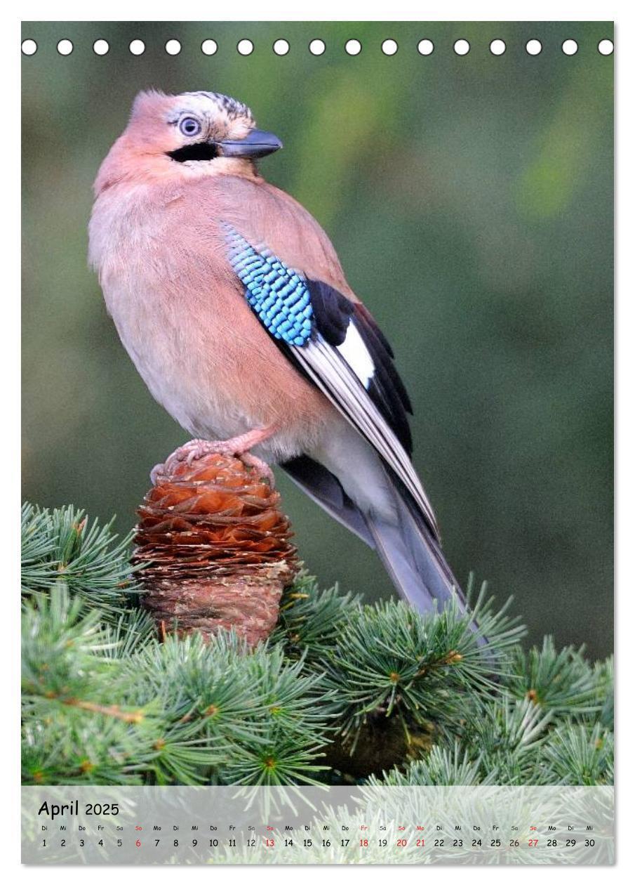 Bild: 9783457042922 | Vögel im heimischen Garten (Tischkalender 2025 DIN A5 hoch),...