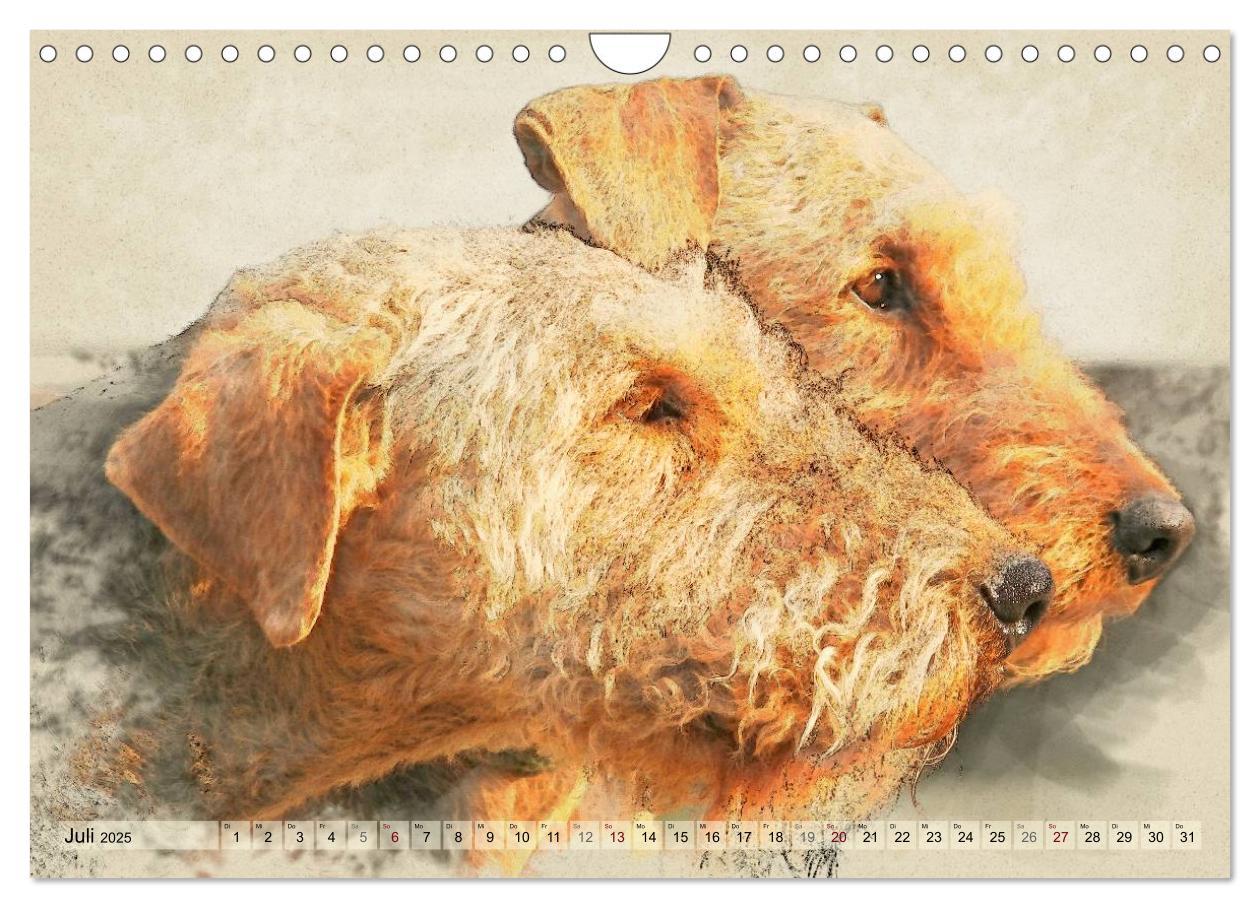 Bild: 9783435627639 | Airedale Terrier 2025 (Wandkalender 2025 DIN A4 quer), CALVENDO...