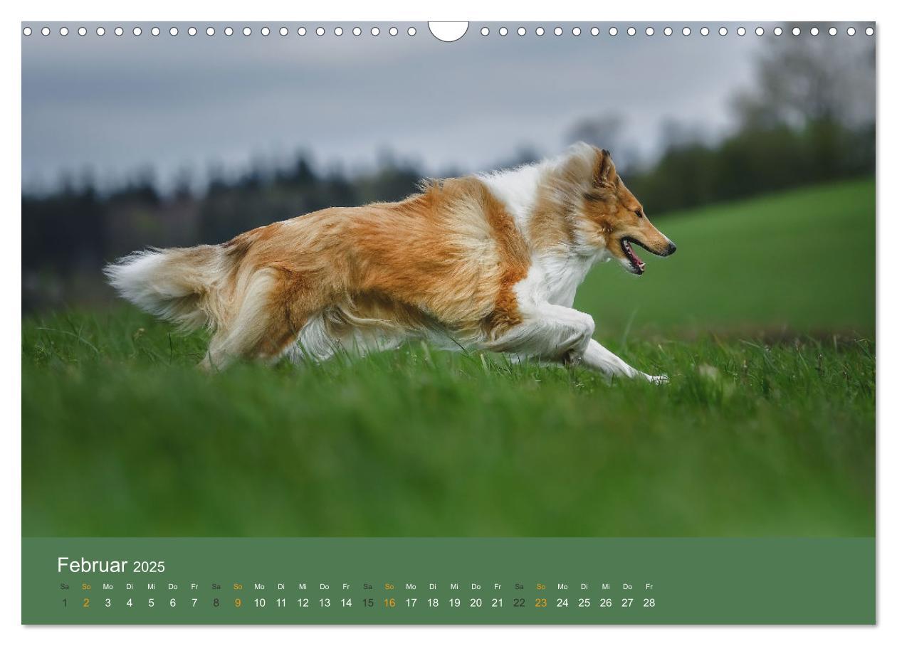 Bild: 9783435018598 | Der Collie der beste Hund der Welt (Wandkalender 2025 DIN A3 quer),...