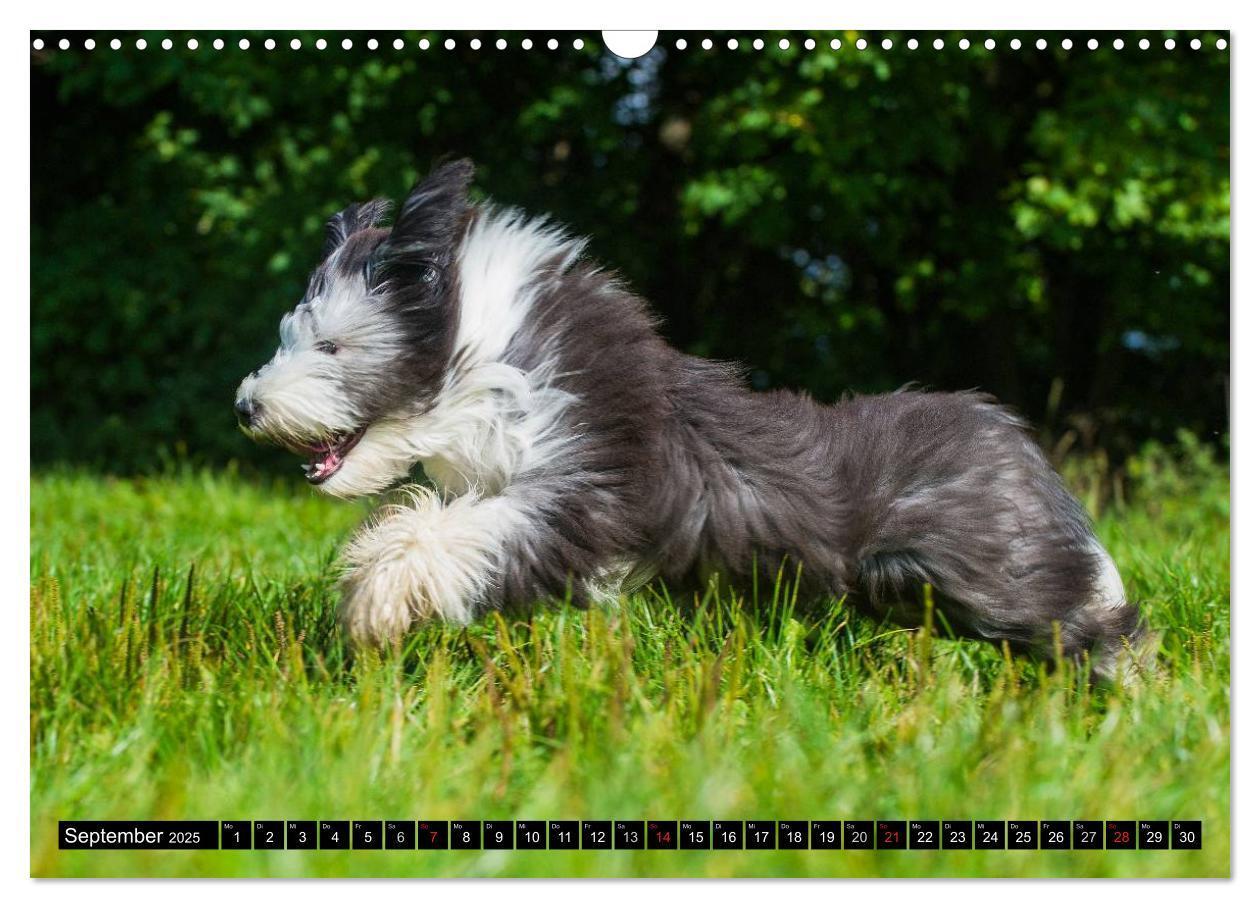 Bild: 9783435573509 | Liebenswerter Clown Bearded Collie (Wandkalender 2025 DIN A3 quer),...