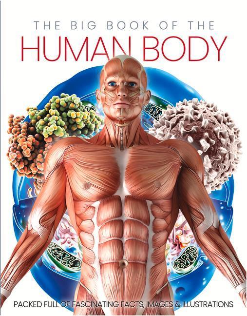 Cover: 9781912918744 | The Big Book of the Human body | Katherine Marsh | Buch | Gebunden