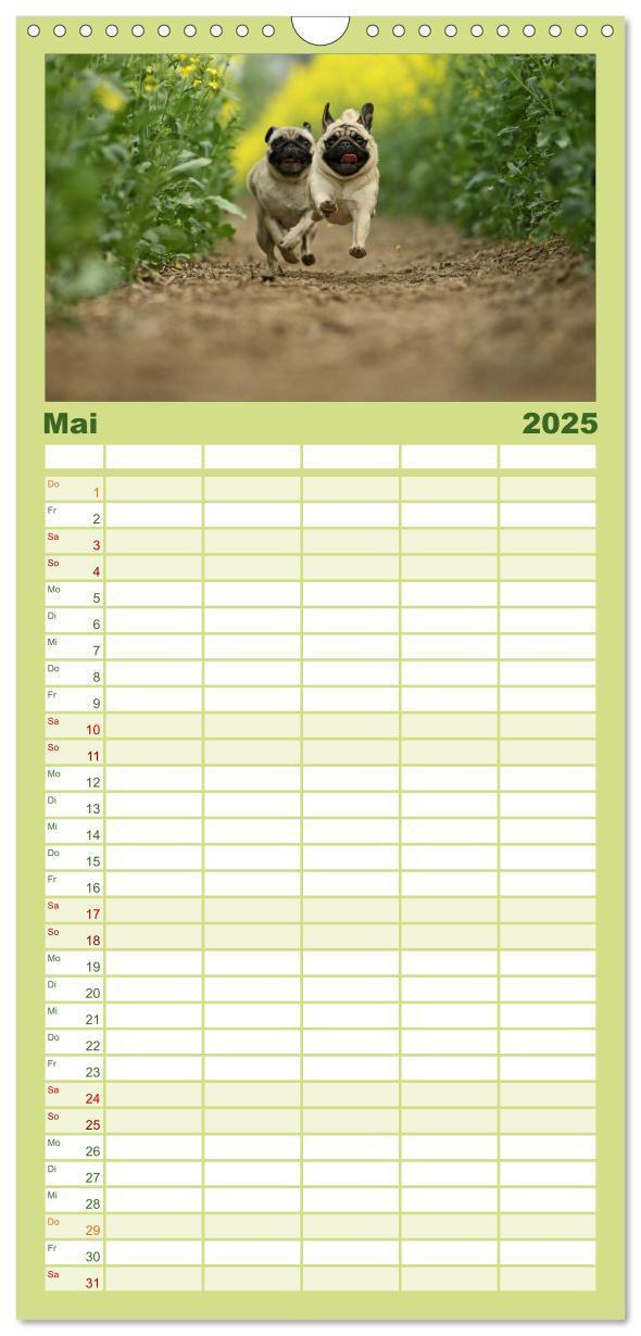 Bild: 9783457119709 | Familienplaner 2025 - Der MOPS-Kalender mit 5 Spalten...