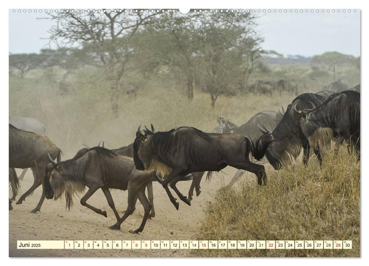 Bild: 9783435491292 | Wildes Leben in Botswana (Wandkalender 2025 DIN A2 quer), CALVENDO...