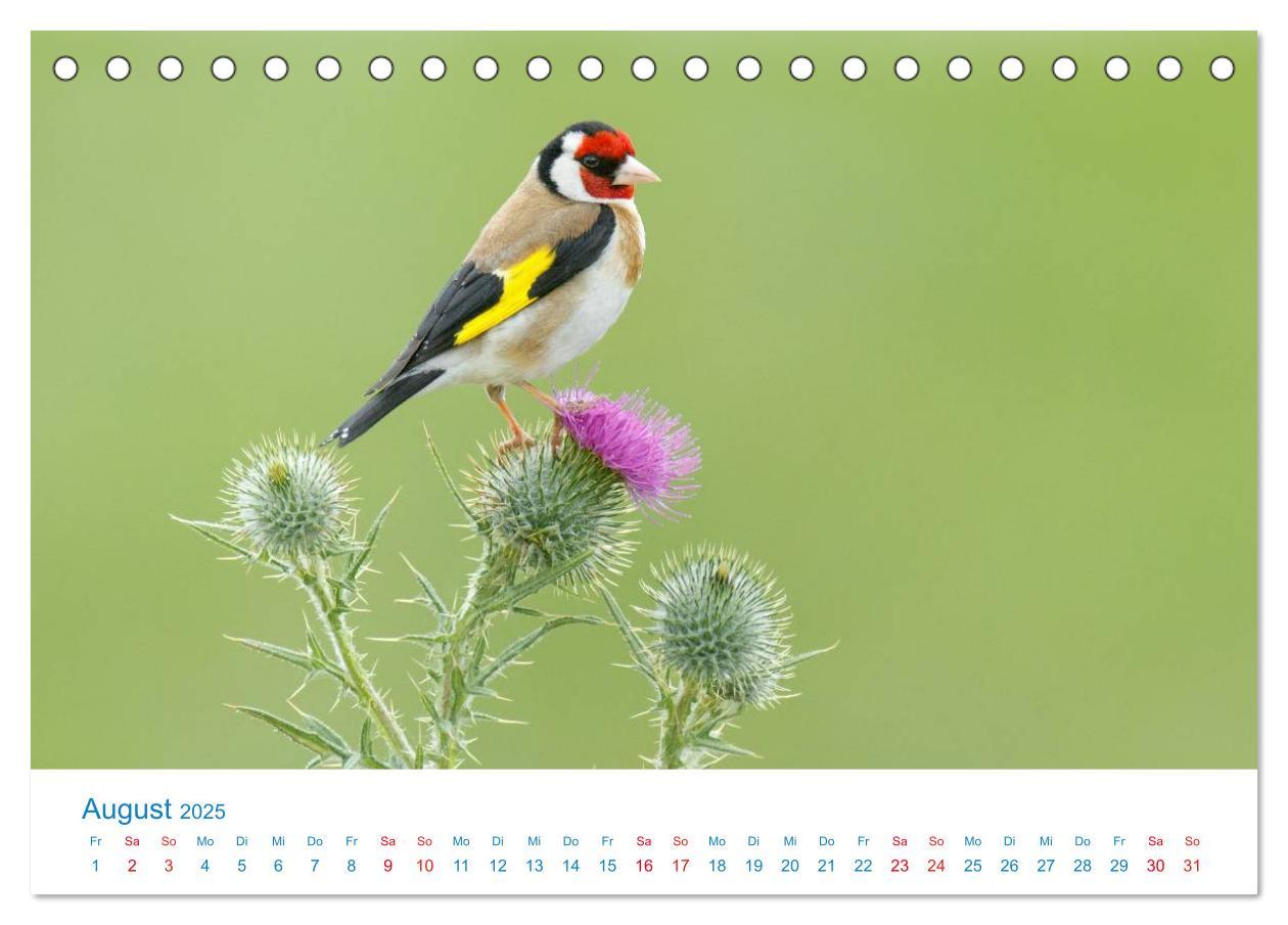 Bild: 9783435458363 | Singvögel - 12 Arten im Garten (Tischkalender 2025 DIN A5 quer),...