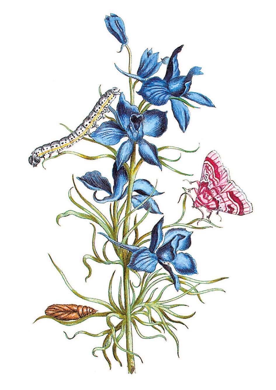 Bild: 9783968490038 | Blüten, Raupen, Schmetterlinge | Maria Sibylla Merian | Buch | 256 S.