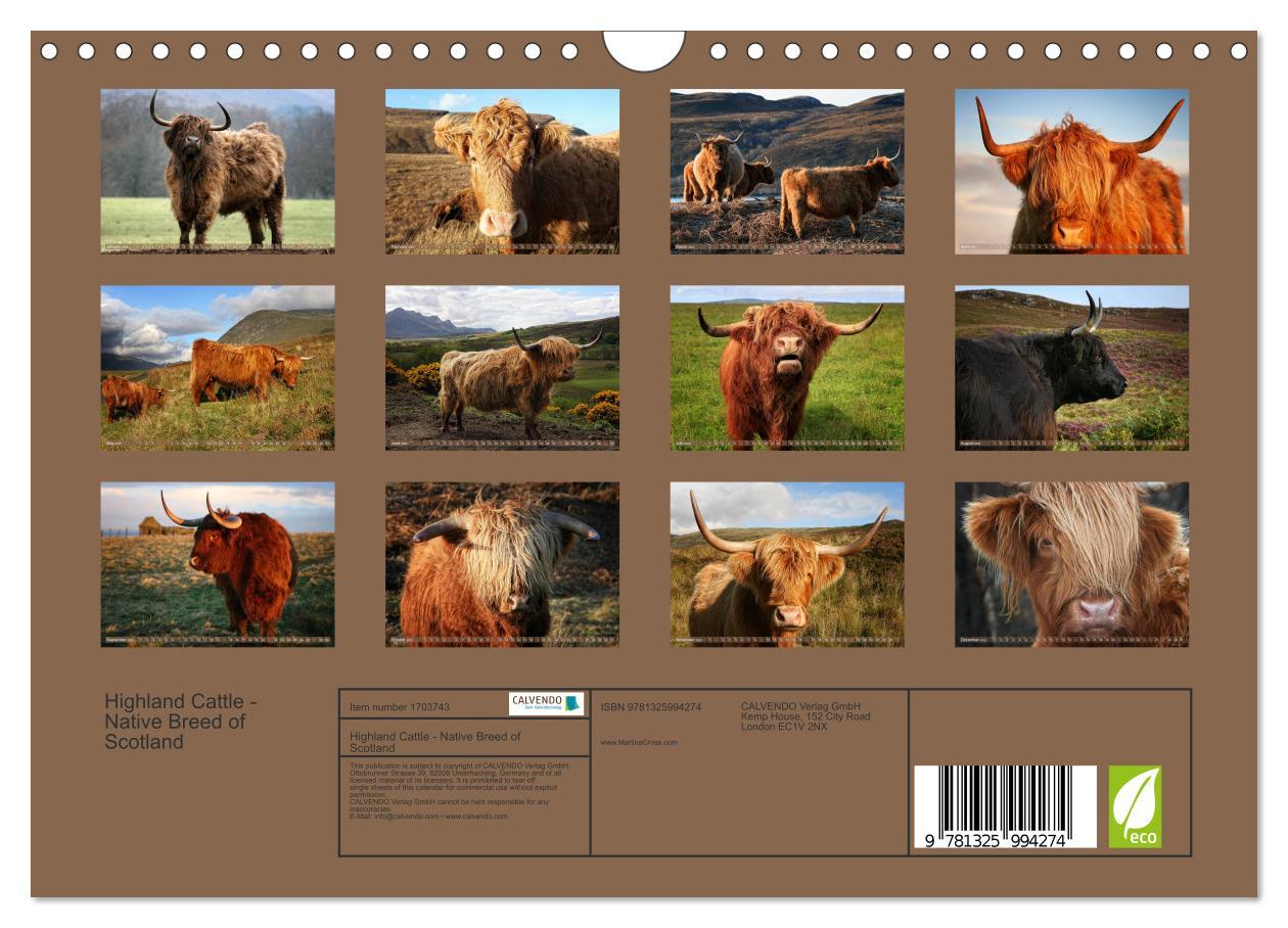 Bild: 9781325994274 | Highland Cattle - Native Breed of Scotland (Wall Calendar 2025 DIN...