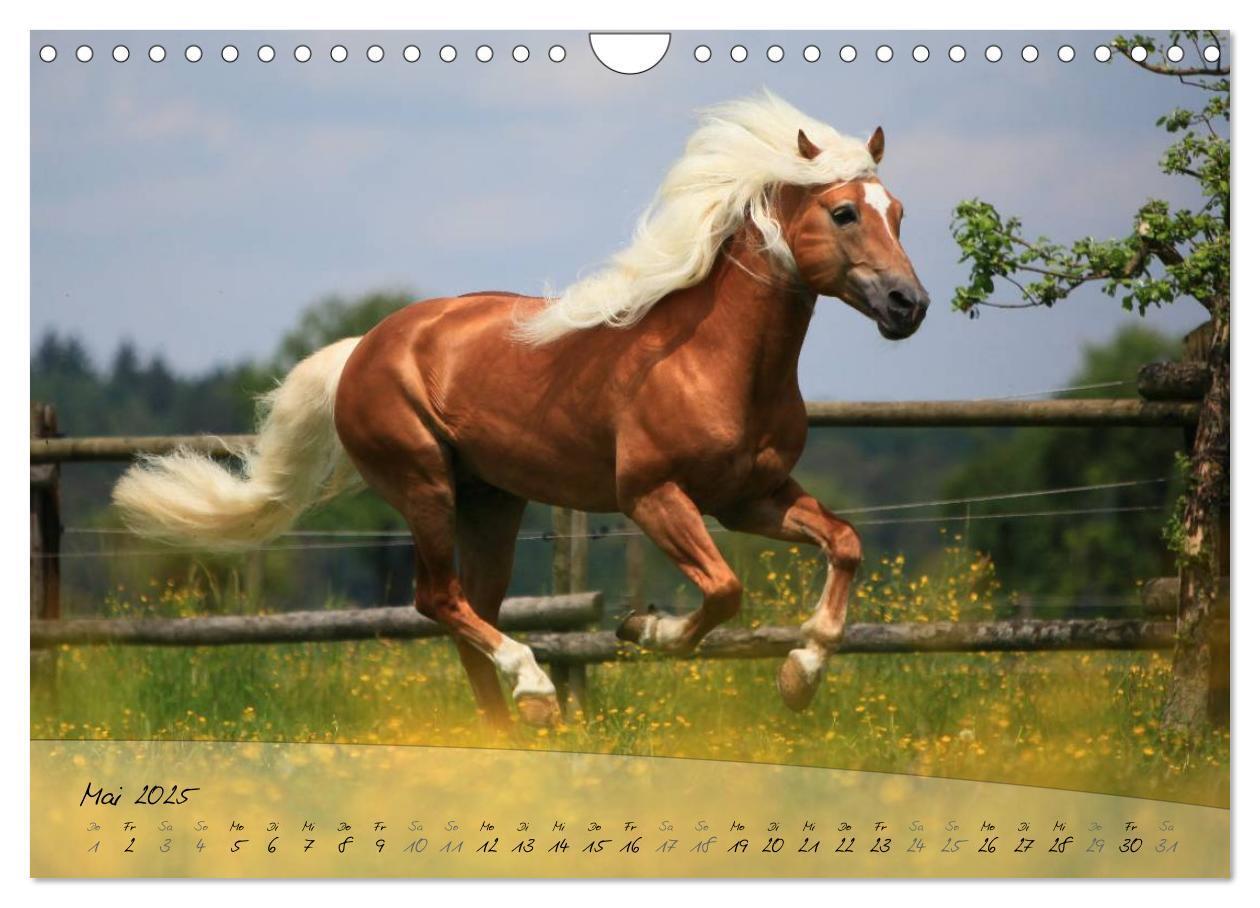 Bild: 9783435505494 | Haflinger-Pferde in Reinzucht (Wandkalender 2025 DIN A4 quer),...