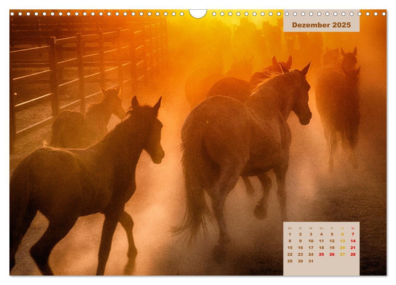 Bild: 9783435105540 | Pferde - Andalusiens wilder Westen (Wandkalender 2025 DIN A3 quer),...