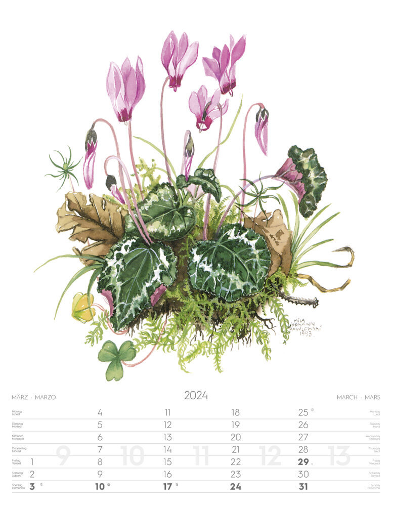 Bild: 9788868396688 | Alpenblumen-Aquarelle Kalender 2024 | Athesia-Tappeiner Verlag | 2024