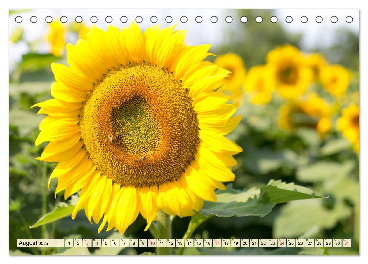 Bild: 9783435191826 | Sonnenblumen. Das Strahlen des Sommers (Tischkalender 2025 DIN A5...