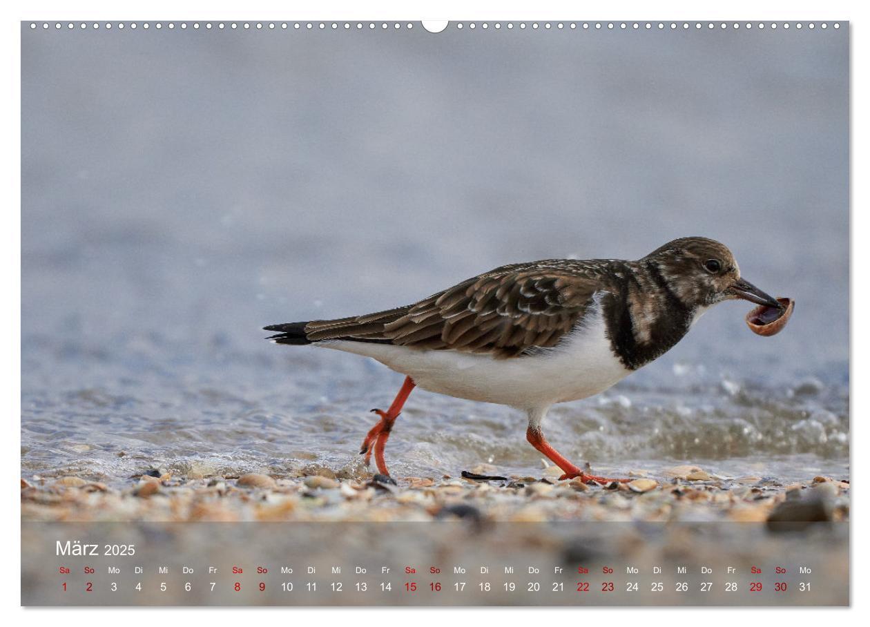 Bild: 9783435020027 | Vögel an Deutschlands Küsten (Wandkalender 2025 DIN A2 quer),...