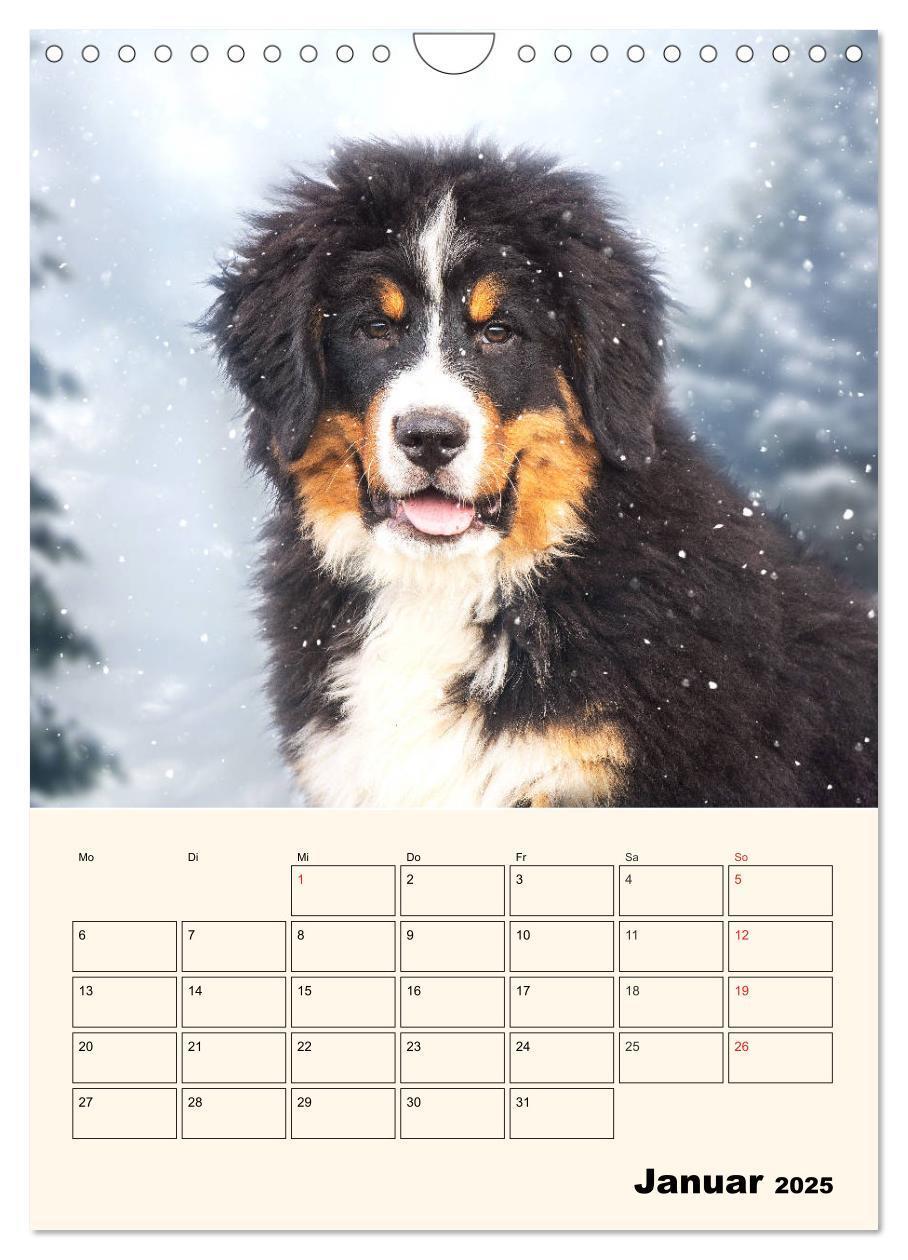 Bild: 9783435938315 | Traumhaft schön - Der Berner Sennenhund (Wandkalender 2025 DIN A4...