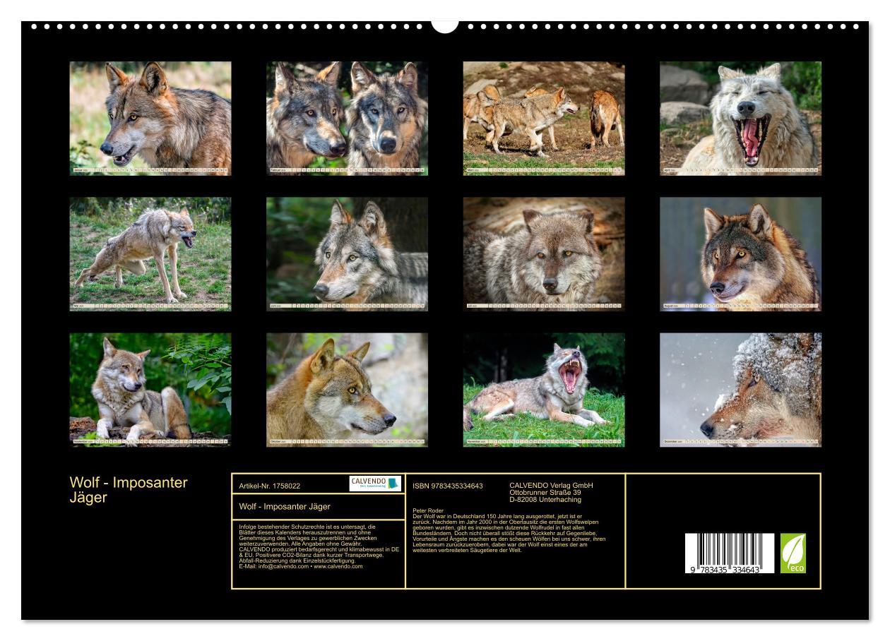 Bild: 9783435334643 | Wolf - Imposanter Jäger (Wandkalender 2025 DIN A2 quer), CALVENDO...