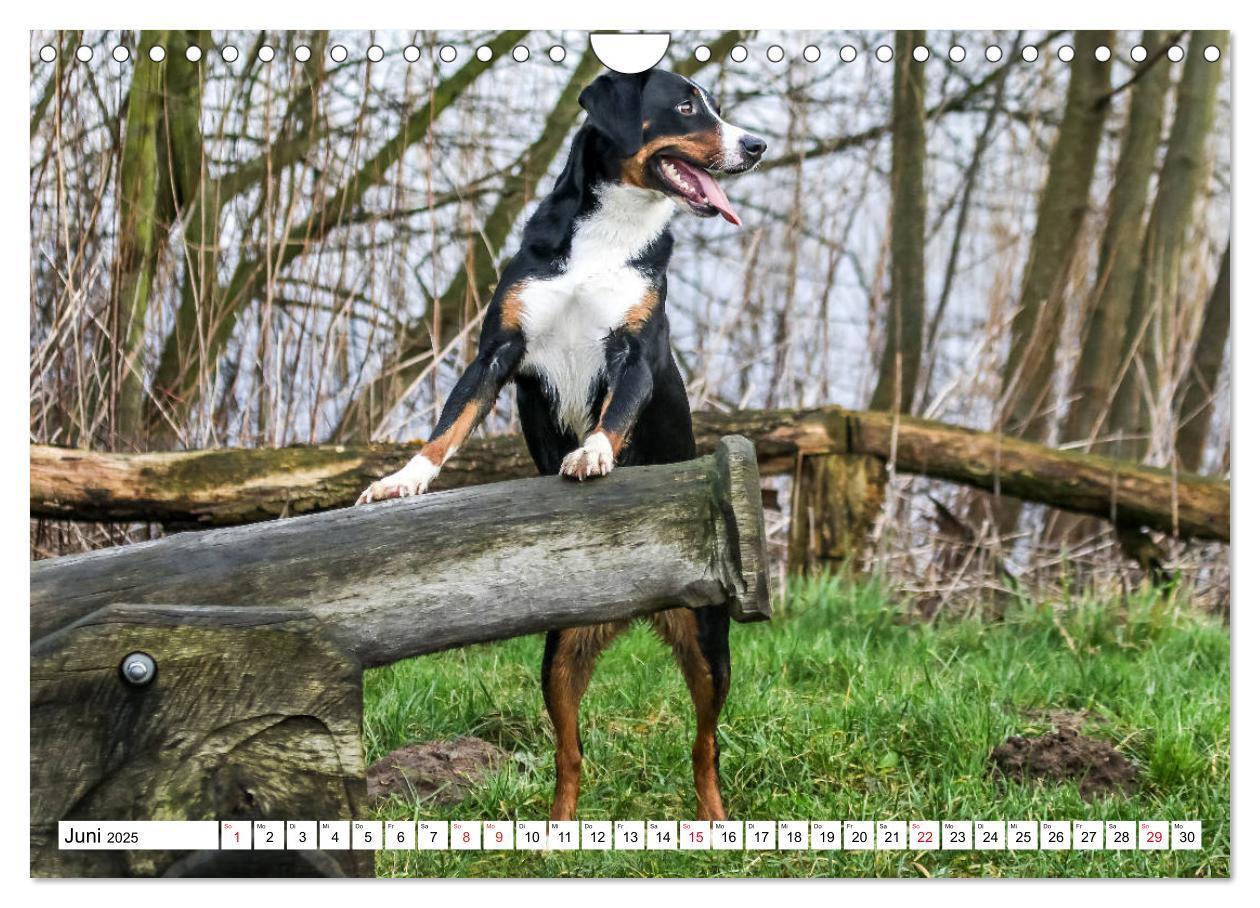 Bild: 9783435332915 | Appenzeller Sennenhunde (Wandkalender 2025 DIN A4 quer), CALVENDO...