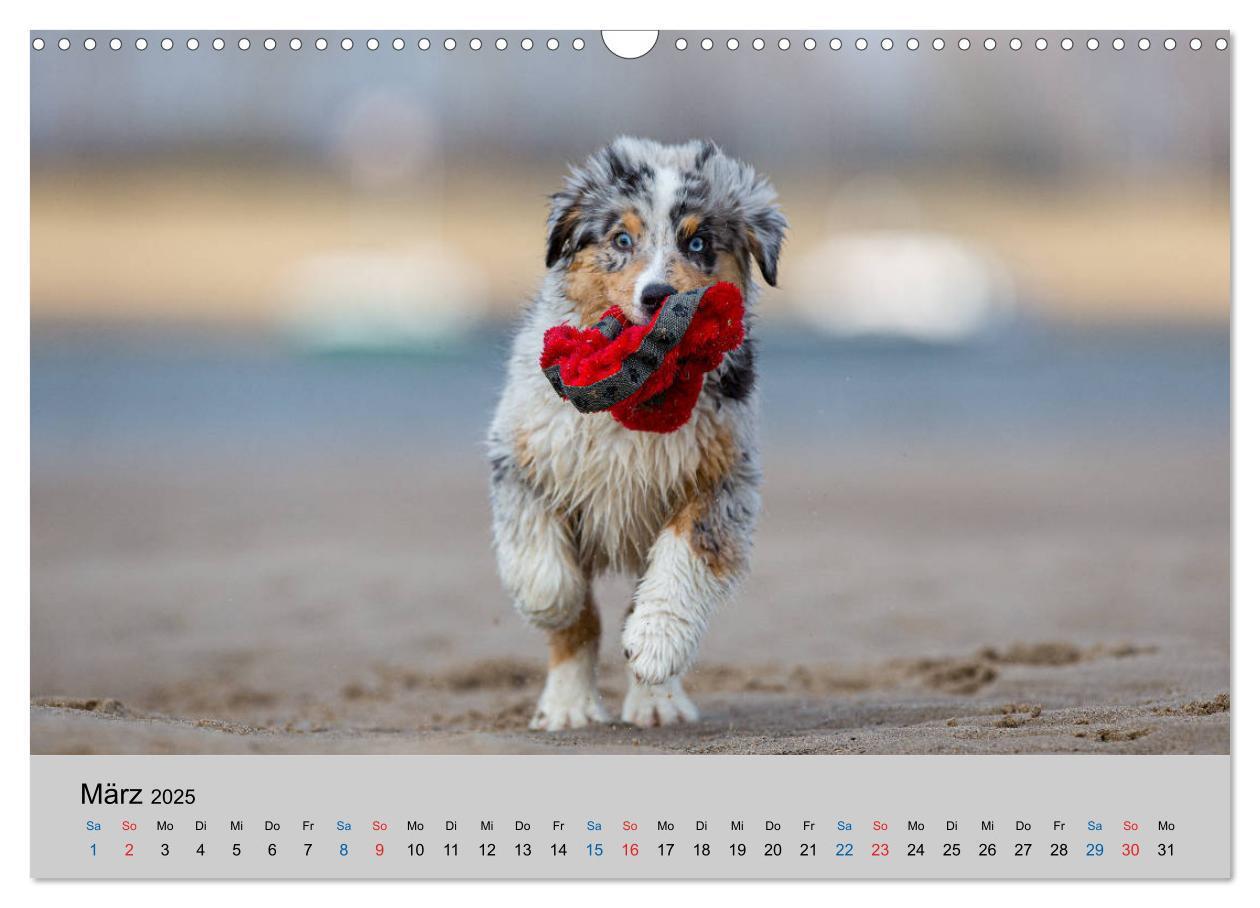 Bild: 9783435151035 | Australian Shepherd Welpen 2025 (Wandkalender 2025 DIN A3 quer),...