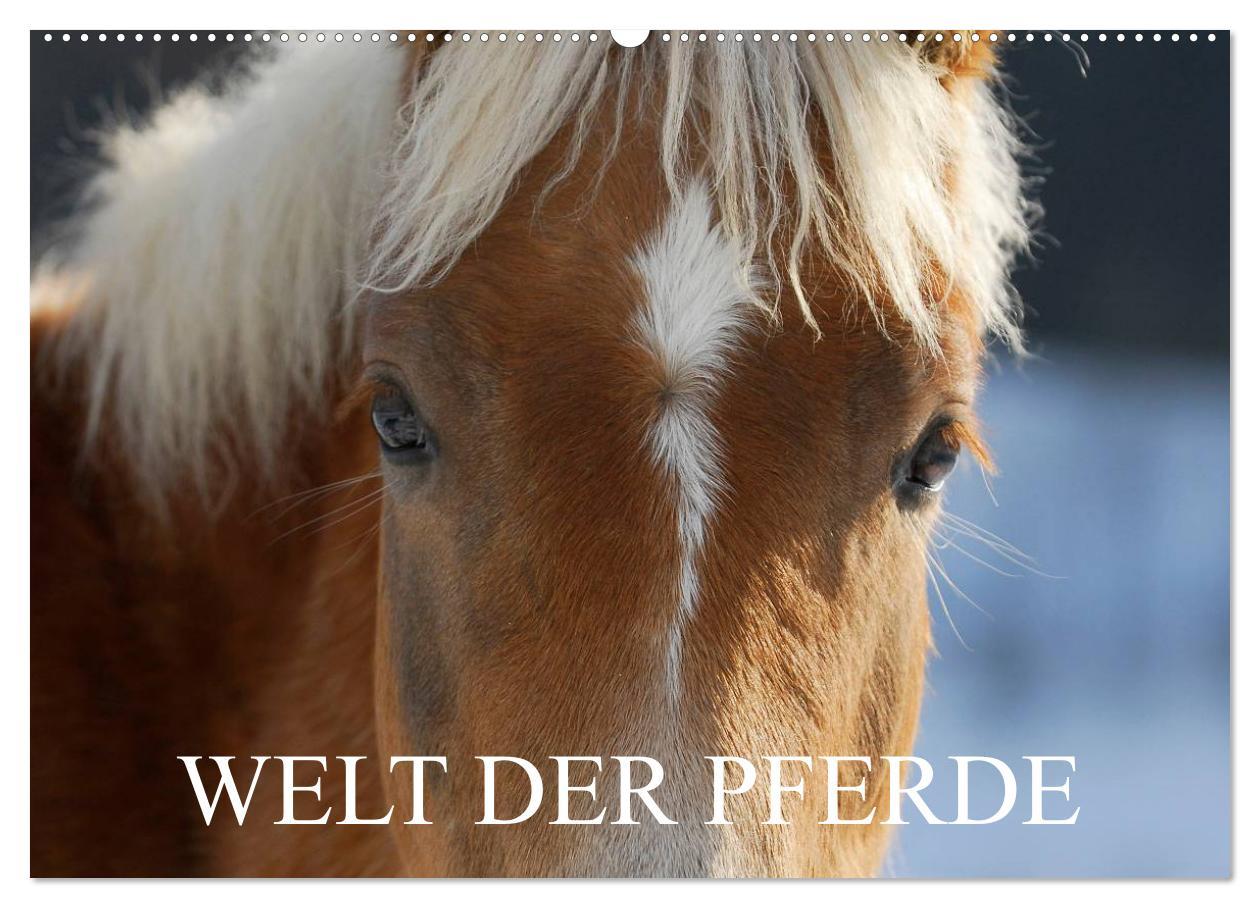 Cover: 9783435711819 | Welt der Pferde (Wandkalender 2025 DIN A2 quer), CALVENDO...