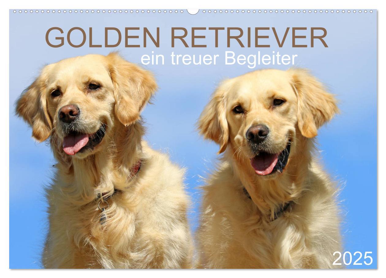 Cover: 9783435542277 | Golden Retriever ein treuer Begleiter (Wandkalender 2025 DIN A2...