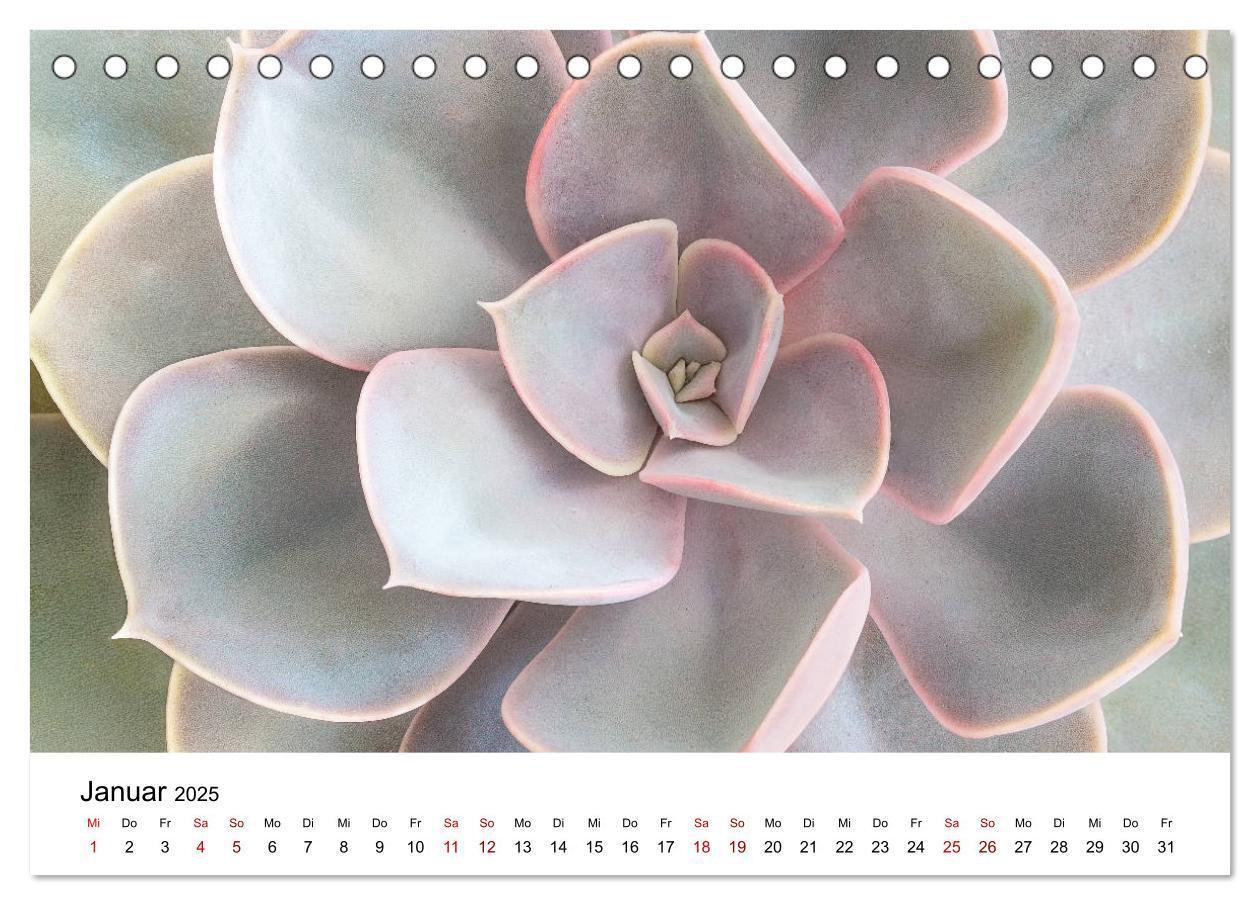 Bild: 9783435290574 | Sukkulenten Galerie (Tischkalender 2025 DIN A5 quer), CALVENDO...