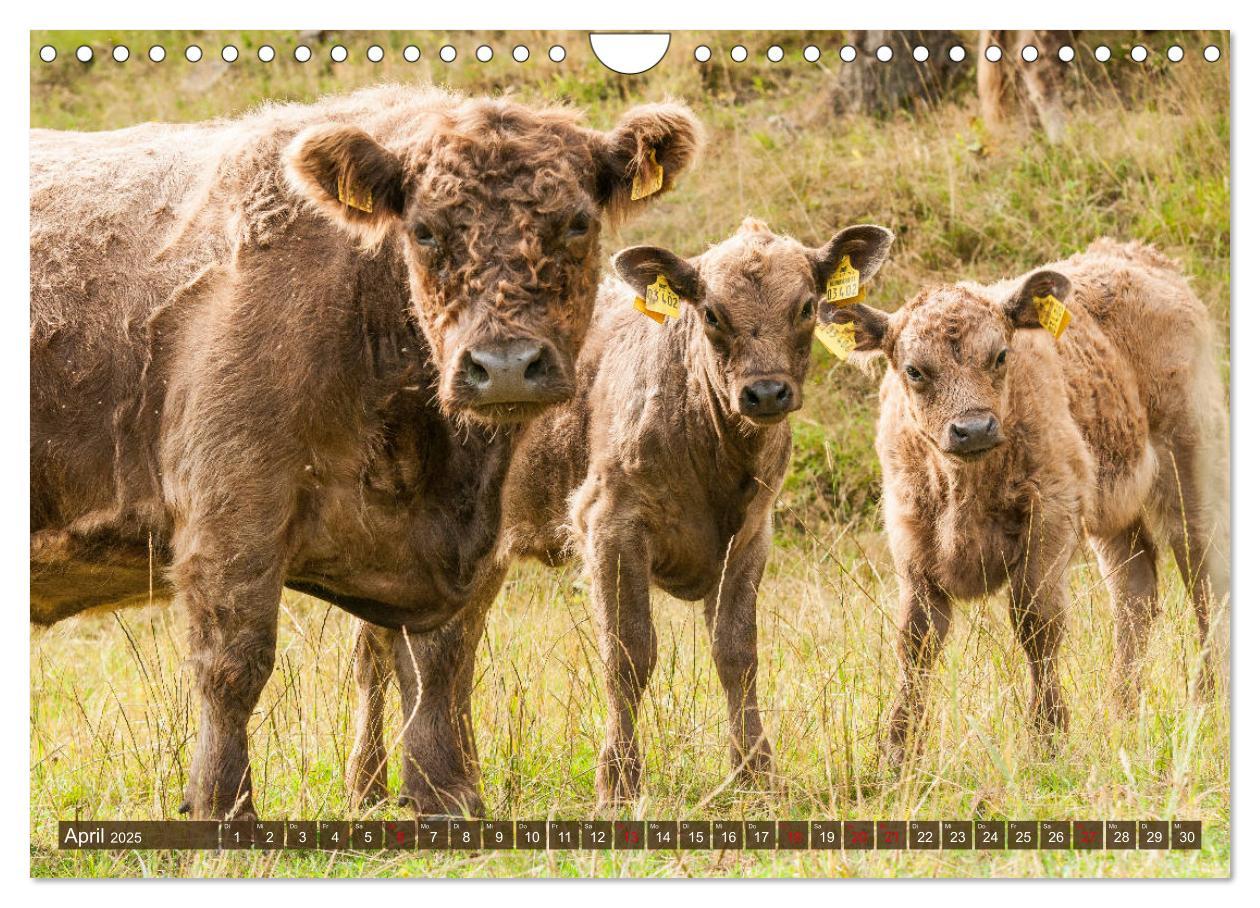 Bild: 9783435182169 | Schöne Schotten - Galloway im Porträt (Wandkalender 2025 DIN A4...