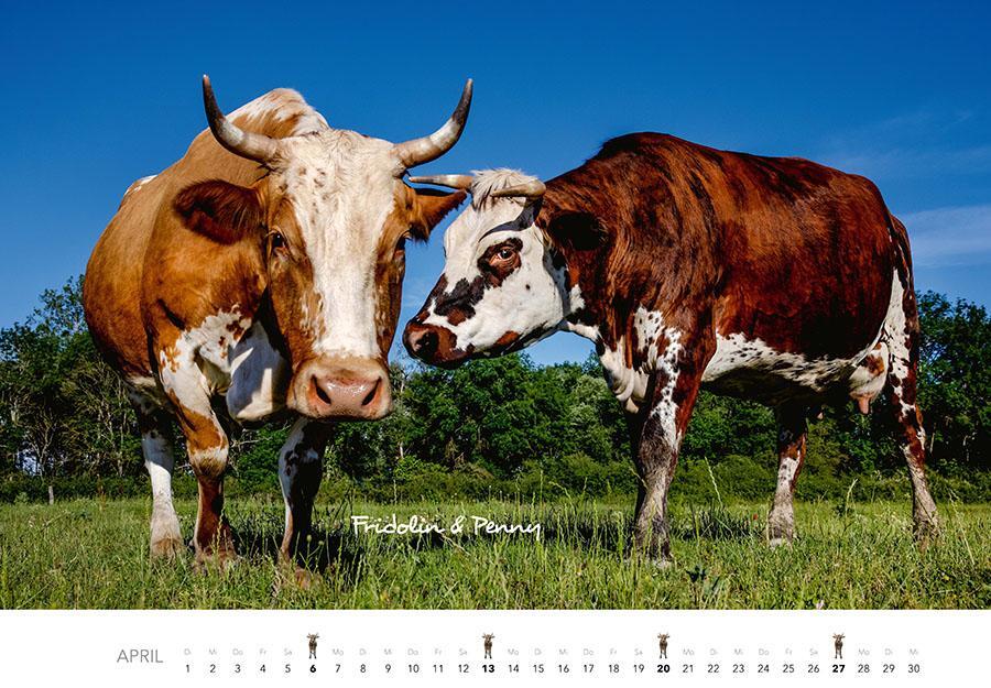 Bild: 9783966648226 | Kühe Kalender 2025 | Der Tierkalender mit den charmanten Namen | 14 S.