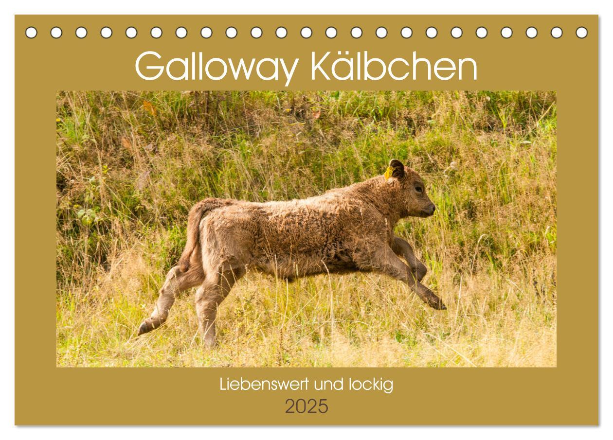 Cover: 9783435189663 | Galloway Kälbchen - Liebenswert und lockig (Tischkalender 2025 DIN...