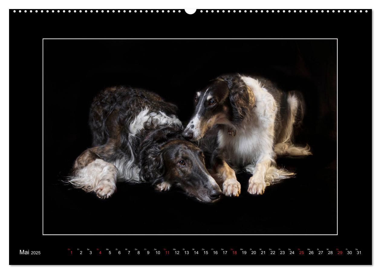 Bild: 9783435176809 | Windhunde - Schnelle Schönheiten (Wandkalender 2025 DIN A2 quer),...