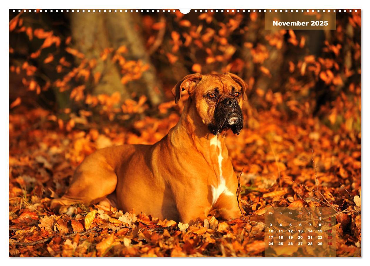 Bild: 9783435179039 | Einmal Boxer - immer Boxer (Wandkalender 2025 DIN A2 quer),...