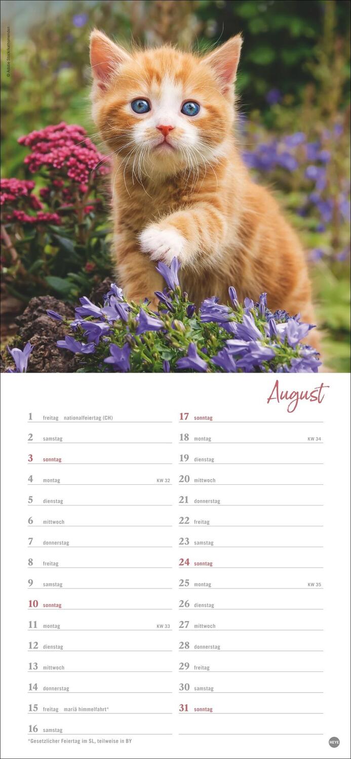 Bild: 9783756406159 | Katzen slim - Auf sanften Pfoten Kalender 2025 | Heye | Kalender