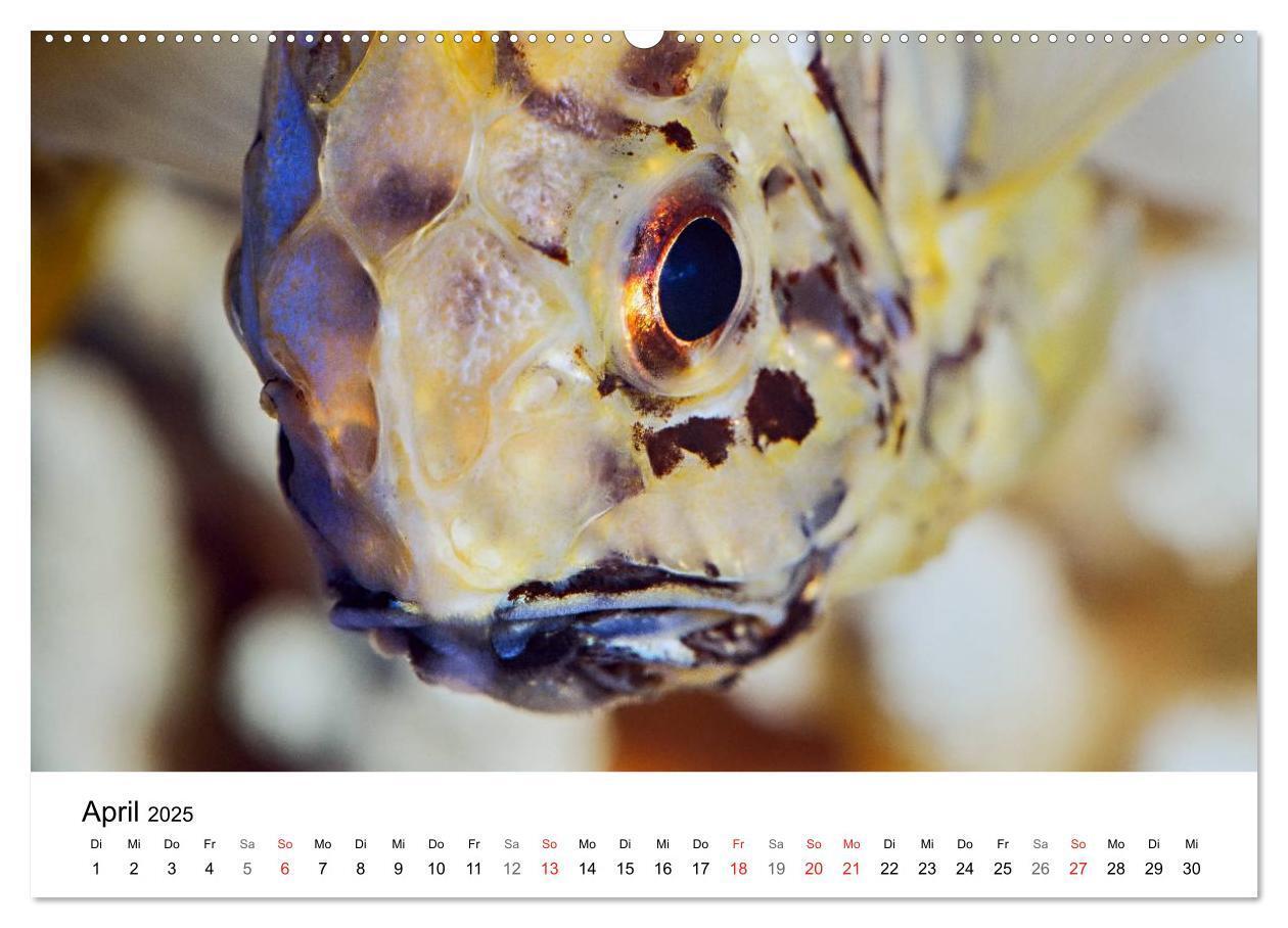 Bild: 9783435793587 | Fischzauber - Wundervolle Aquarienfische (Wandkalender 2025 DIN A2...