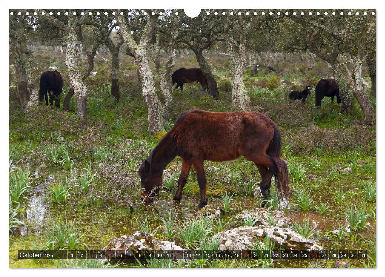 Bild: 9783435263745 | Sardinien Sardigna Sardegna Sardenya 2025 (Wandkalender 2025 DIN A3...