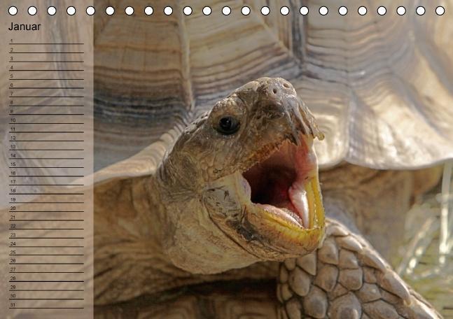 Bild: 9783660398656 | Schildkröten Geburtstagskalender (Tischkalender immerwährend DIN A5...