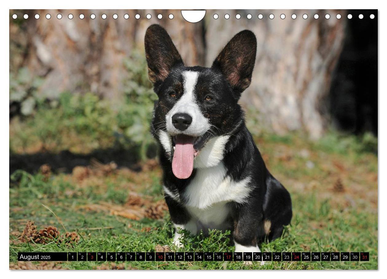 Bild: 9783435671168 | Welsh Corgi - Kobold auf 4 Pfoten (Wandkalender 2025 DIN A4 quer),...