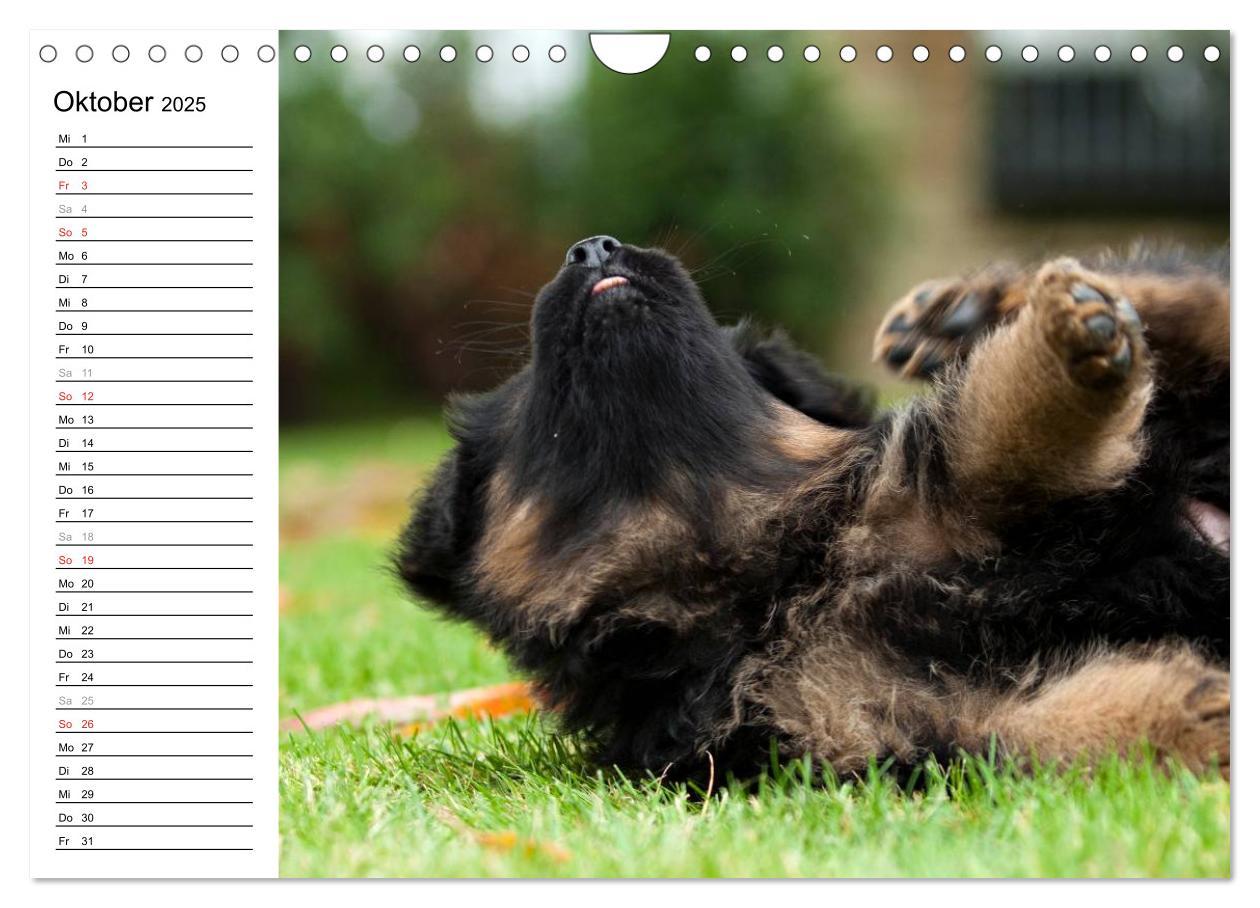 Bild: 9783435474912 | Deutscher Schäferhund - Welpen (Wandkalender 2025 DIN A4 quer),...