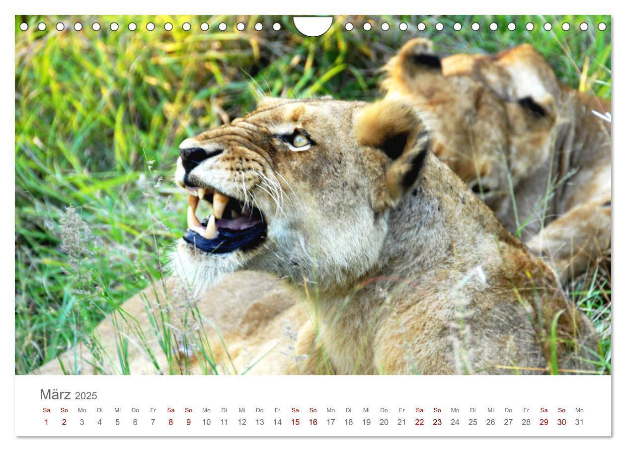 Bild: 9783435233694 | Safari / Afrika (Wandkalender 2025 DIN A4 quer), CALVENDO...