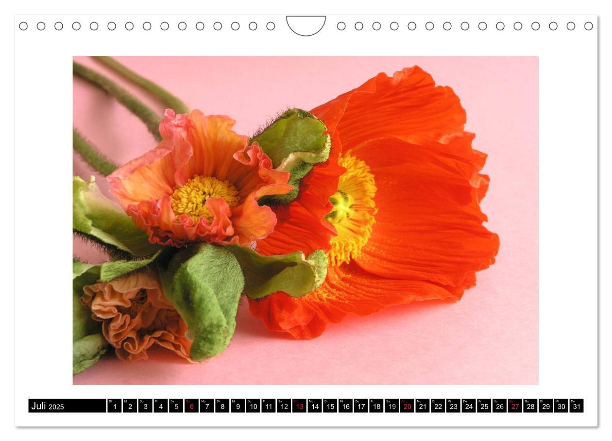 Bild: 9783435617517 | Mohn im Porträt (Wandkalender 2025 DIN A4 quer), CALVENDO...