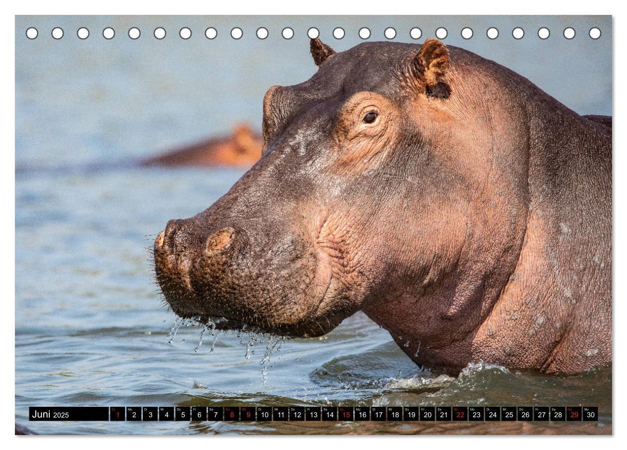 Bild: 9783435298242 | Hippos im südlichen Afrika (Tischkalender 2025 DIN A5 quer),...