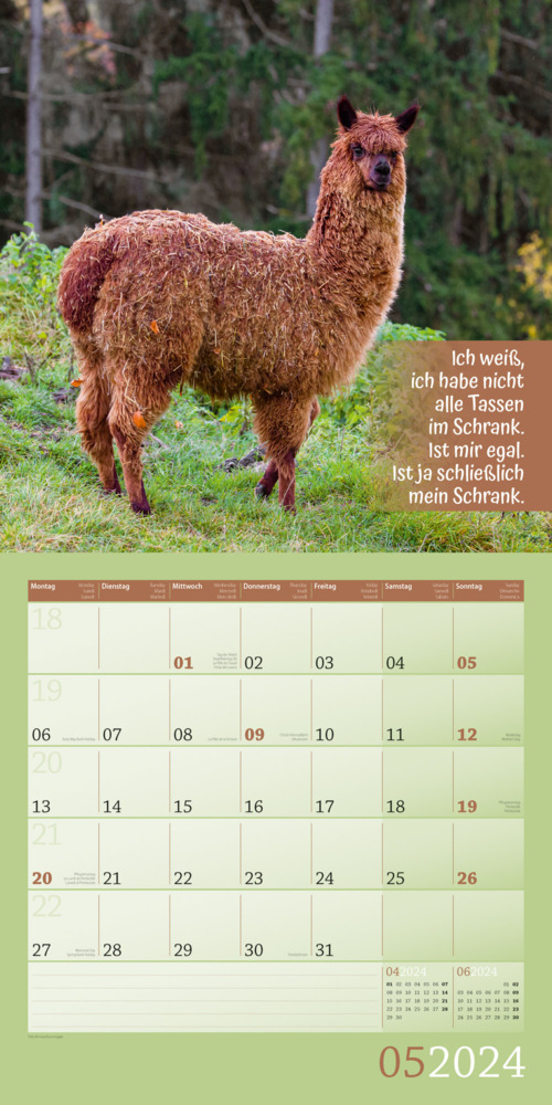 Bild: 9783838444277 | No Drama, Lama! Kalender 2024 - 30x30 | Ackermann Kunstverlag | 28 S.