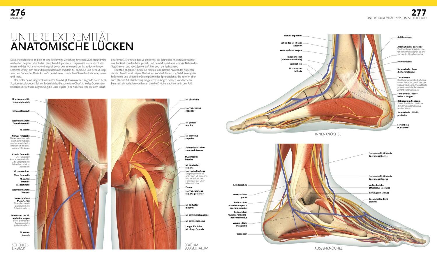 Bild: 9783831047772 | Anatomie und Physiologie | Alice Roberts | Buch | 536 S. | Deutsch