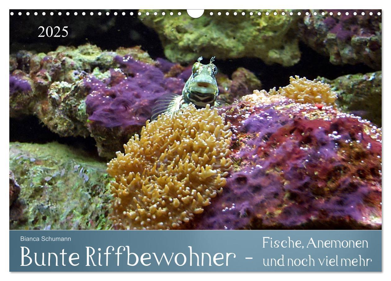 Cover: 9783435708840 | Bunte Riffbewohner - Fische, Anemonen und noch viel mehr...