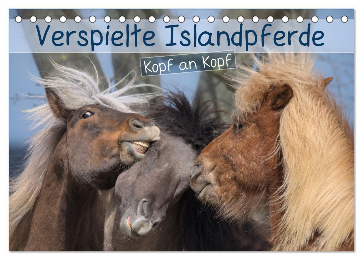 Cover: 9783383641190 | Verspielte Islandpferde Kopf an Kopf (Tischkalender 2024 DIN A5...