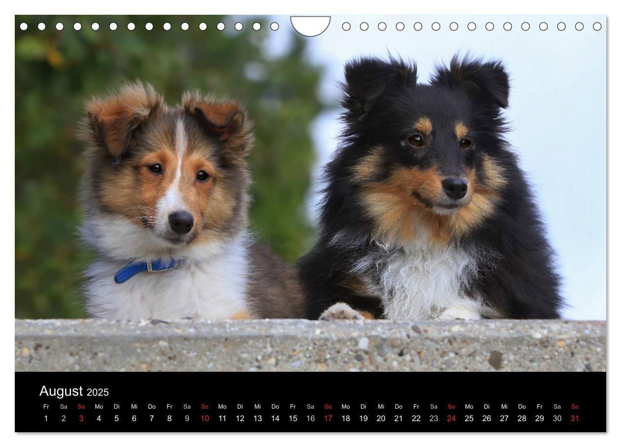 Bild: 9783435752720 | Shelties 2025 (Wandkalender 2025 DIN A4 quer), CALVENDO Monatskalender