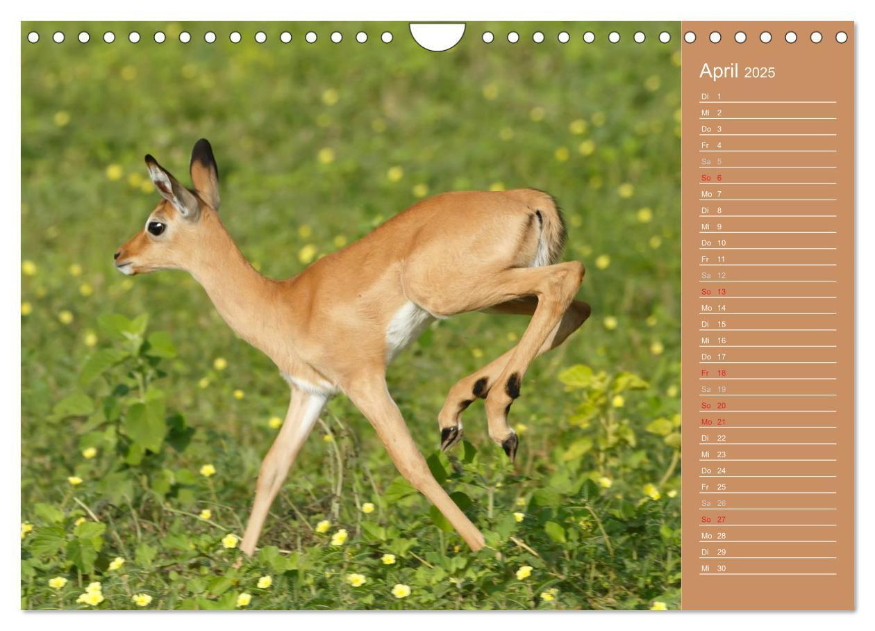 Bild: 9783435675487 | Afrika - Faszinierende Tierwelt (Wandkalender 2025 DIN A4 quer),...